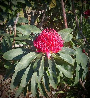 An Australian Native plant- The Waratah photo