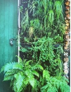 Greenwall with flowering native Australian plants and ferns