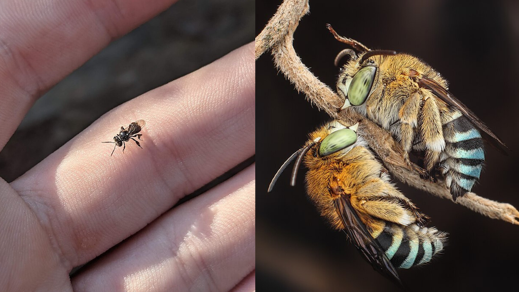 Australian Native Pollinators, Stingless Bee and Blue Banded Bee