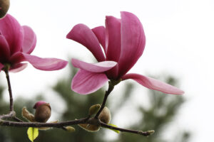 Branch of a blooming Magnolia Tree (also called Magnolia Soulangeana) with a close up of a pink flower 