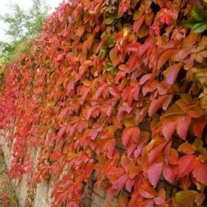 Virginia Creeper vine Parthenocissus Quinquefolia with rust red foliage climbing on and over an old stone wall